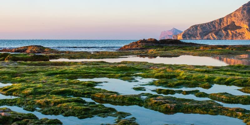 Norsan Omega 3 Vegan