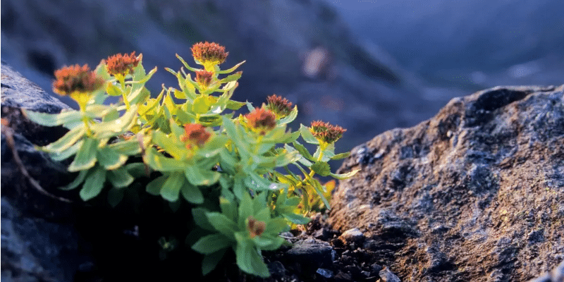 Rhodiola Intercell
