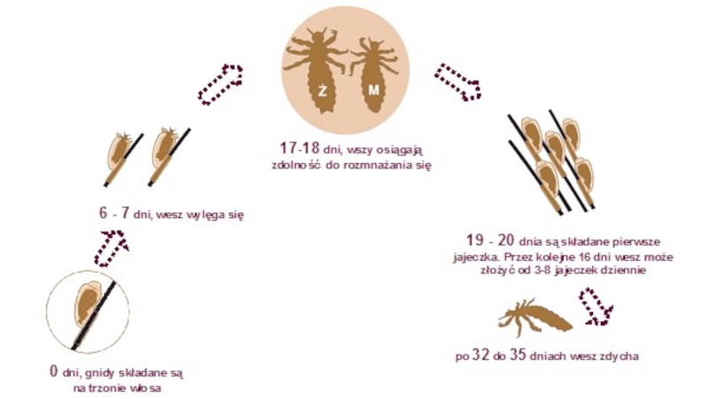 Pipi Nitolic ICB Pharma
