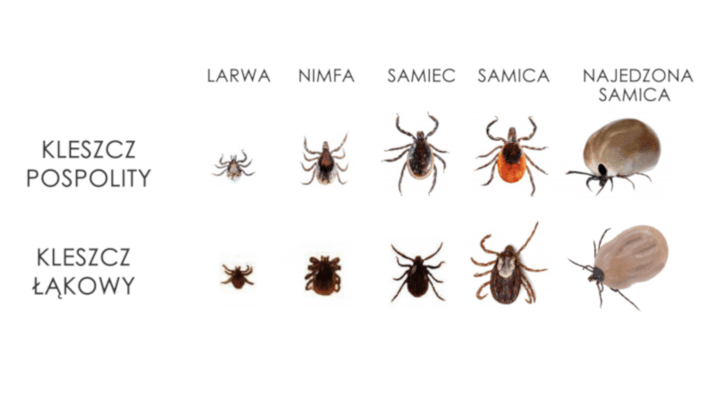  Środek do bezpiecznego usuwania kleszczy Vaco